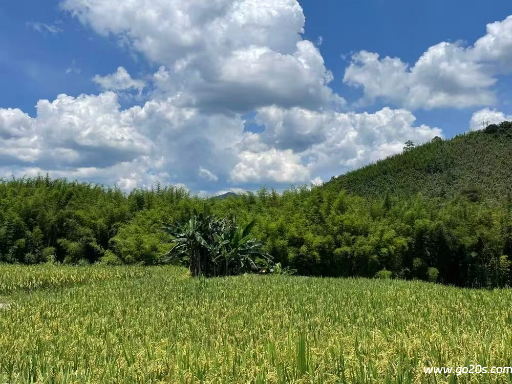 古水河稻田