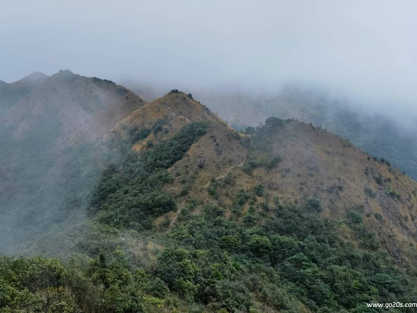 黄思脑