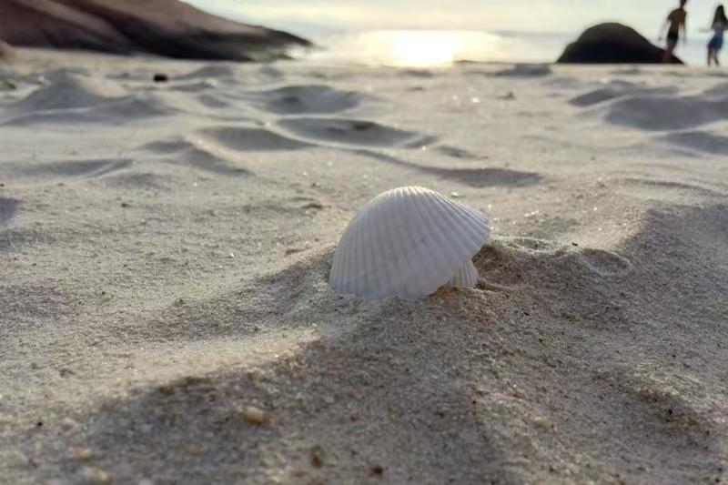 海螺角贝壳